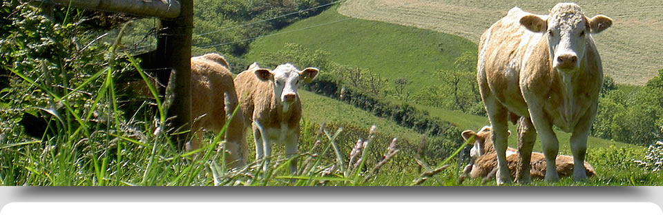 Cows grazing