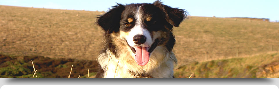 Sheep dog
