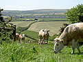 Cows Grazing in The Cornish Countryside