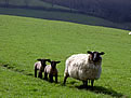 Lambs