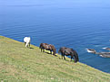 Ponies Grazing