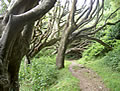 Walk in the Woods
