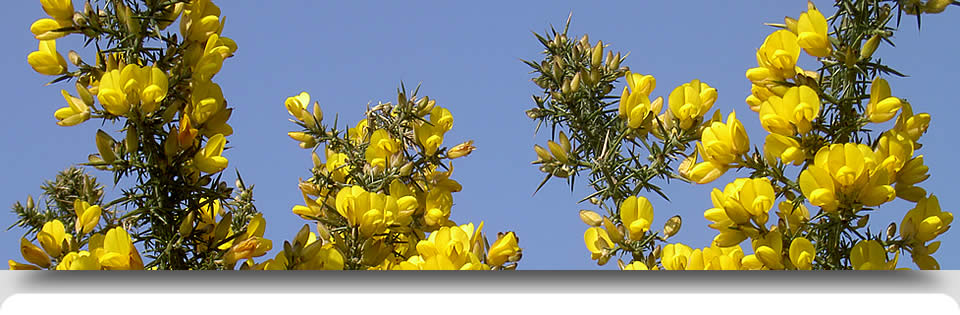 Summer flowers