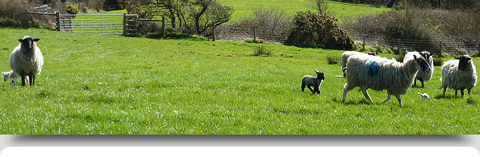 Sheep Grazing Sheep Grazing